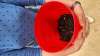 Un beau compost pour de futurs beaux coquelicots ? :-)