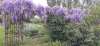 Jardin naturel